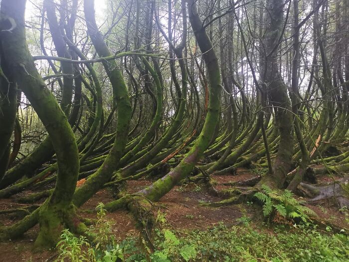 Estos árboles plegados que vi esta tarde durante una caminata