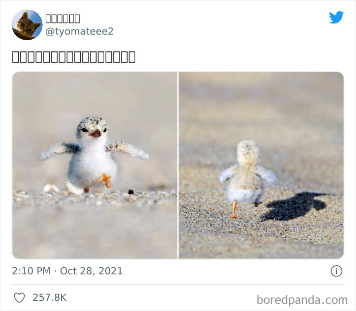 The Majestic Appearance Of A Baby Seagull
