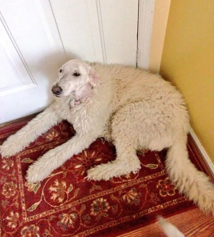 My Dad Is Shaving My Dog But He Took A Break At Her Head. Business Up Front, Party In The Back