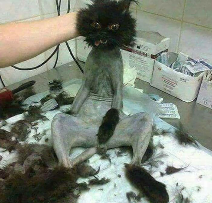 I Thought I Was Having A Rough Day. Then I See This Poor Bastard And Know Others Have It Worse