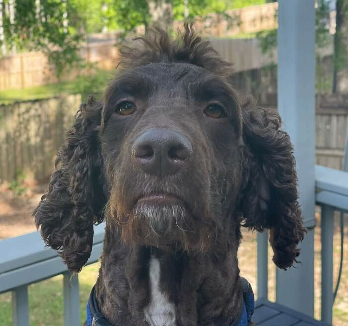 Y'all. This Is My Cousin's Dog Henry, Who Was Given A Mohawk Haircut From Groomer. We Have Been Laughing For 2 Days