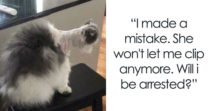 50 Bad Pet Haircuts That Should’ve Never Been Done