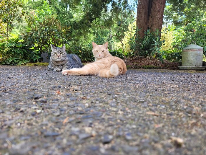 What Up Hooman!