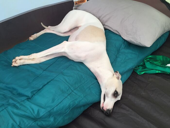 Prim’s Tired After A Long Day Of Racing