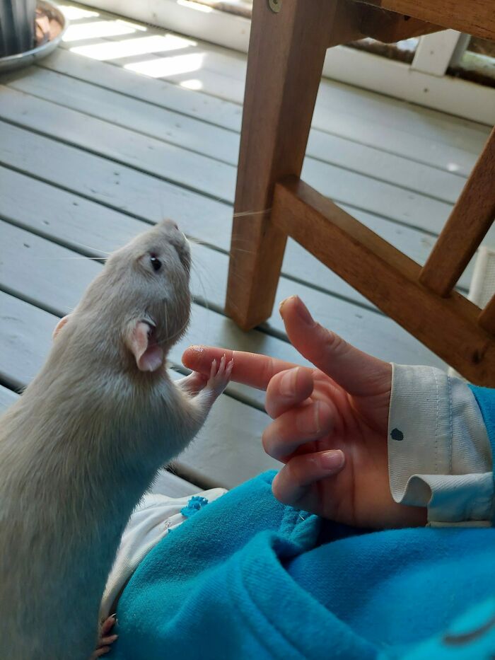 When My Daughter's Rat, "Wasabi Bobby", Is Nervous Or In A New Situation, He Holds Her Hand For Comfort