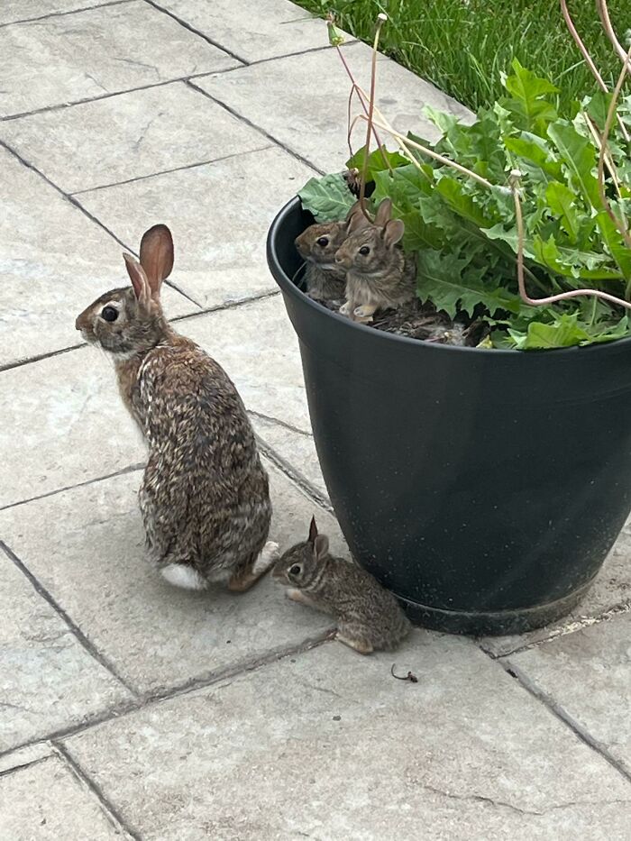 Babies Leaving Their Nest