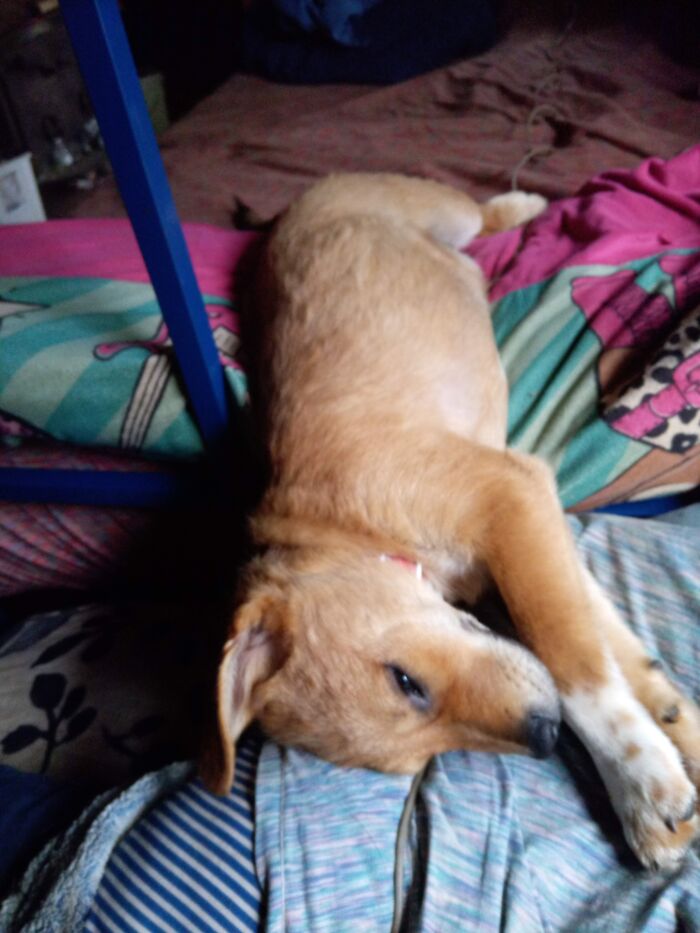 My Puppy Acorn