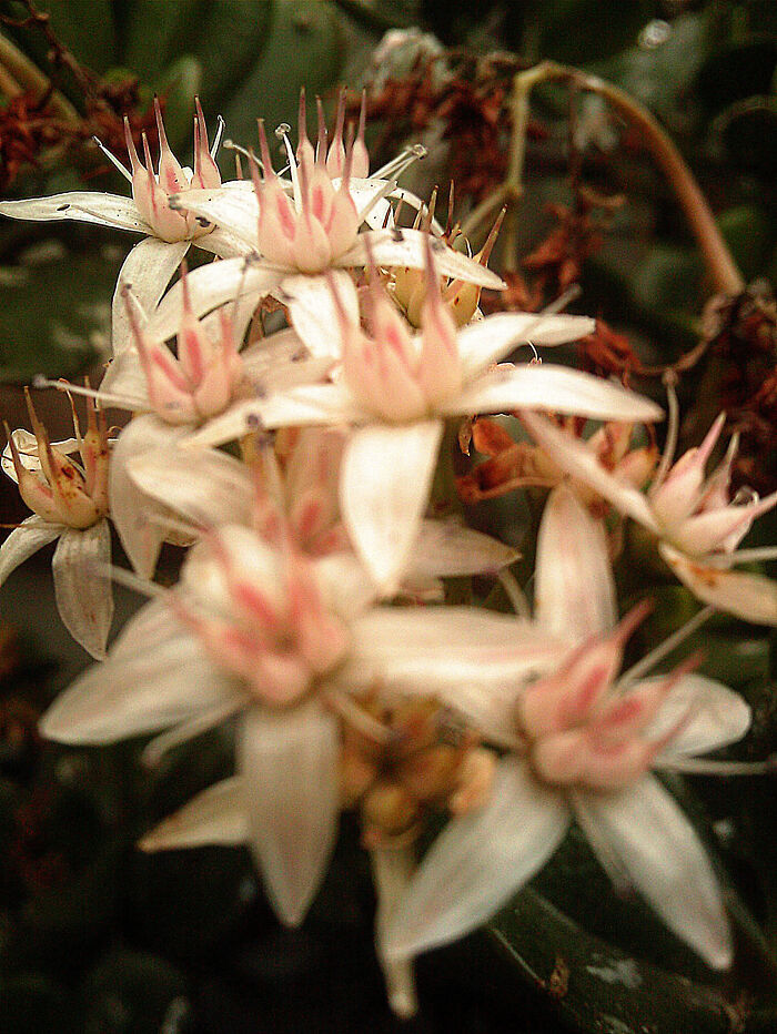 Flower Photos From Phone Camera
