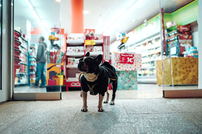 Dog standing outside a well-lit pet store entrance at night, waiting alone.