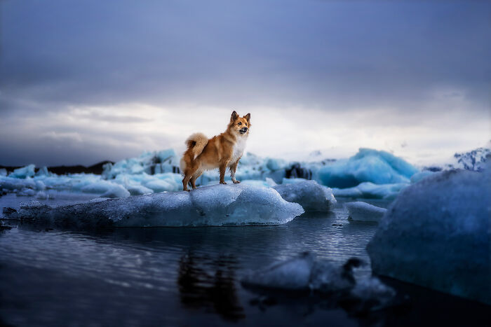 Sansa At Jökulsárlón