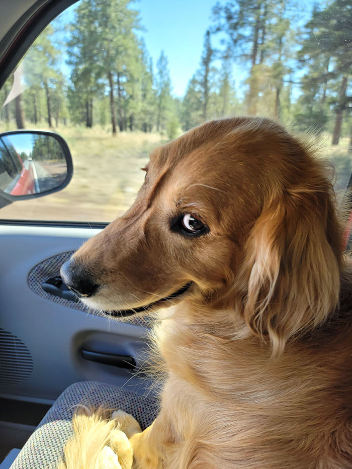 Timber Got To Ride In The Front Seat Of My Truck For The First Time. When Asked If He Liked The Air Conditioner, This Was His Reply