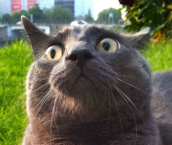 Since The Weather Was Nice, I Took My Indoor Cat Out To Sit By The River For The First Time. He Was Very Confused