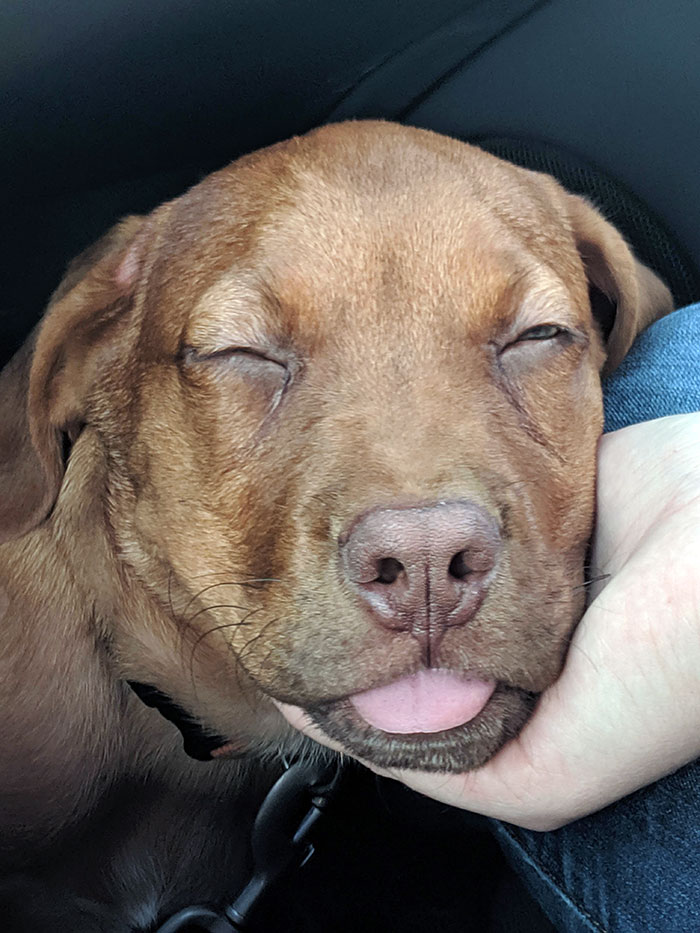 My Dog Oakley After His First Hike