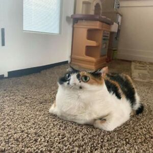 TheStunnedCat