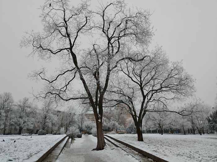 Trees In The Winter