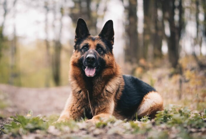 German Shepherd lying down on a forest path, showcasing its distinctive coat and alert expression.