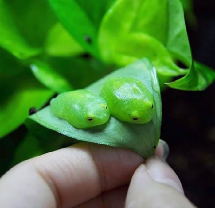 Forbidden Gummies