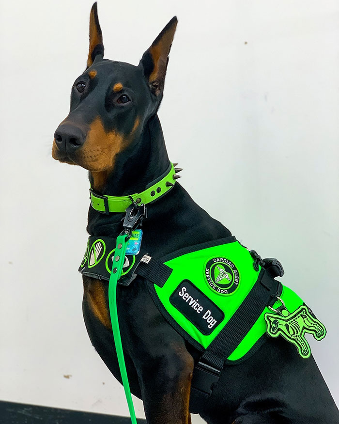 “He’s Scent-Trained To Alert”: 3-Year-Old Dobermann Tobias Improves Chronically Ill Owner’s Life