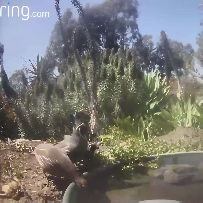 Garden view with lush plants and birds by a water fountain, captured by a yard camera.