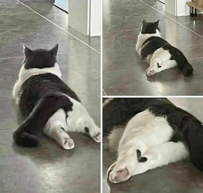 Cat lying on a floor with legs stretched back on a quirky Instagram account showcasing funny animal photos.