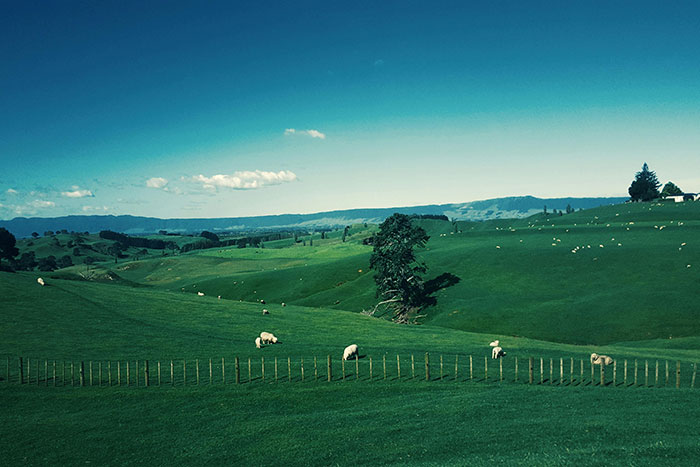 Rolling green hills with scattered sheep under a clear sky, symbolizing world travelers ranking friendliest and unwelcoming nations.