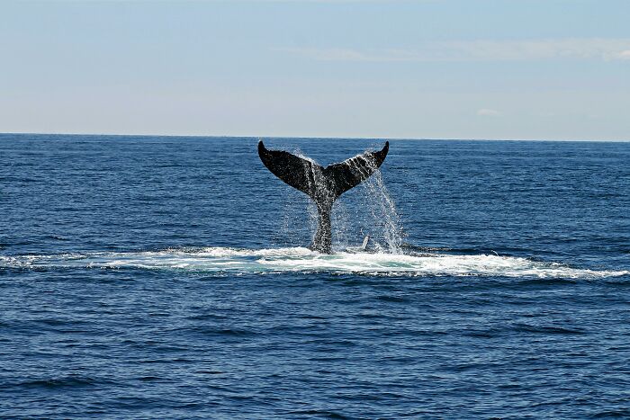 Whale tail above ocean surface, a humorous scene resembling overheard conversations in nature.