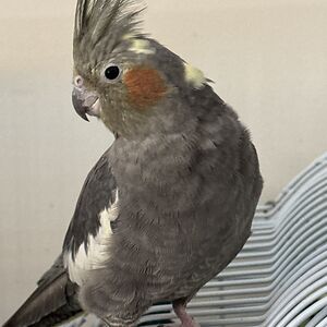 emilu avatar