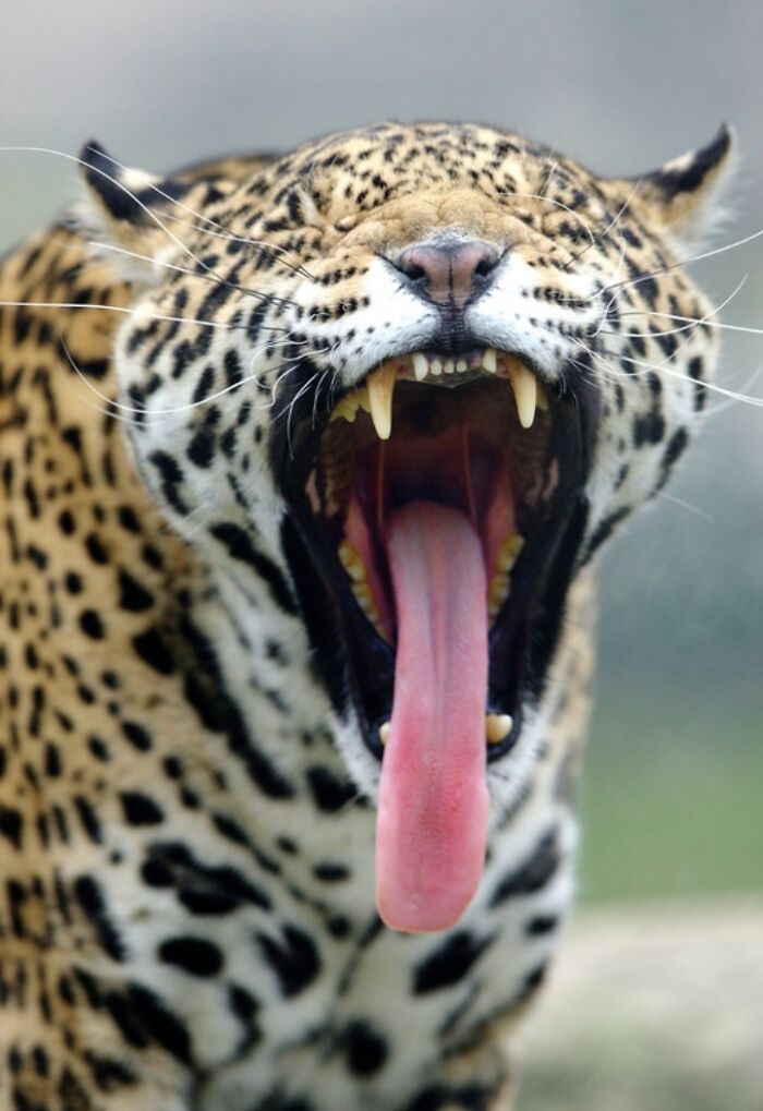Yawning jaguar displaying its teeth and tongue in a close-up shot, showcasing nature and wildlife photography.