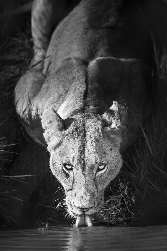 Lion drinking water, captured in stunning nature photography.