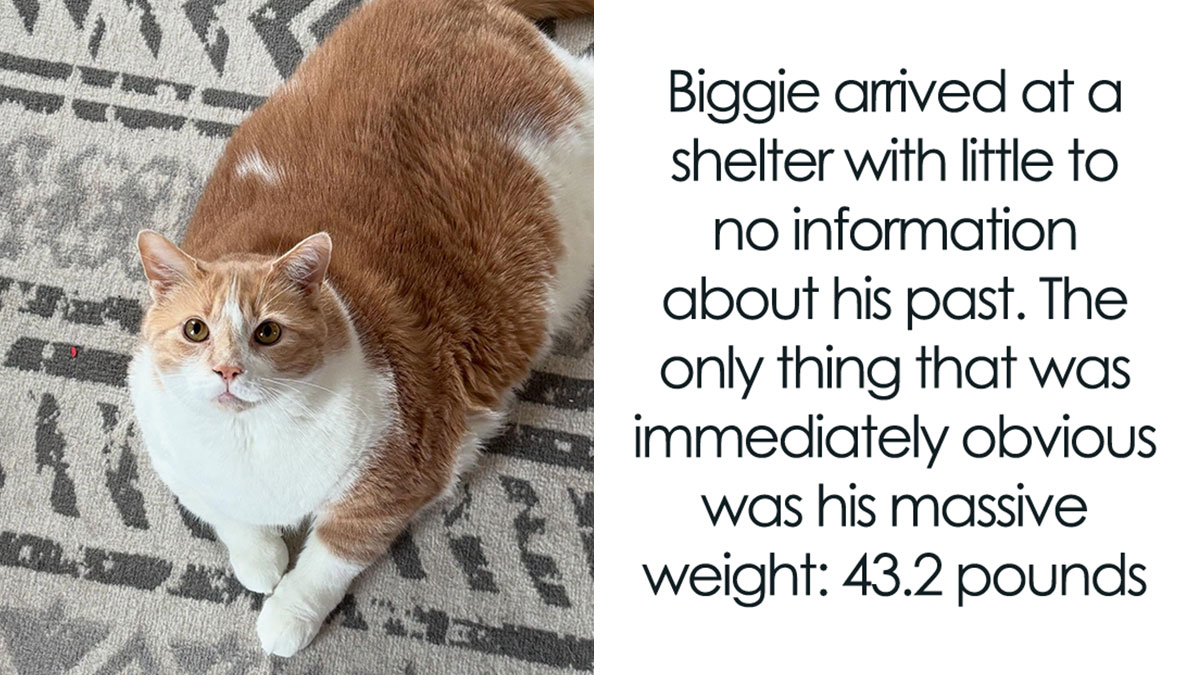 Large overweight orange and white cat lying on a patterned rug, highlighting the inspirational cat weight loss journey.