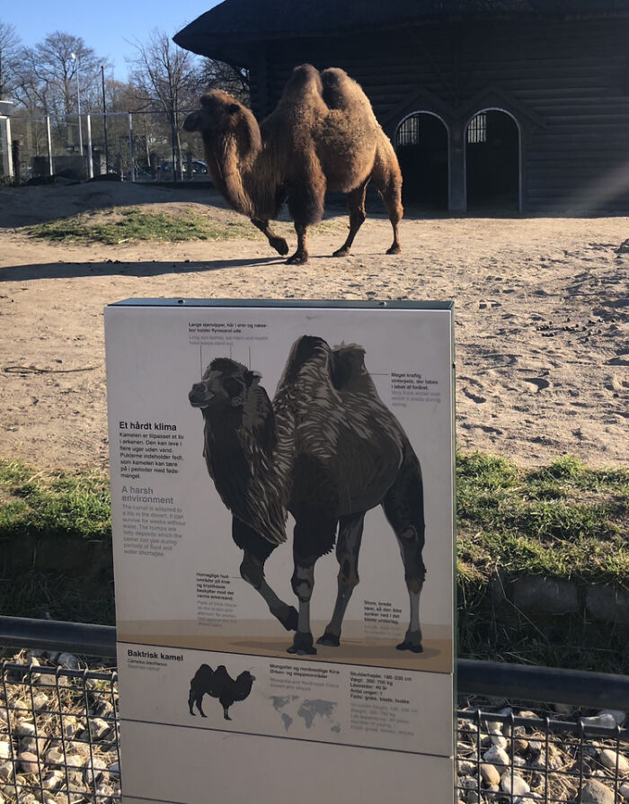 Real camel standing behind a sign with camel illustration, creating an illusion.