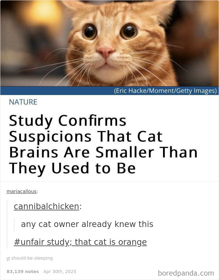 Orange cat with wide eyes above text about a study on cat brains, popular meme for cat lovers on Instagram.