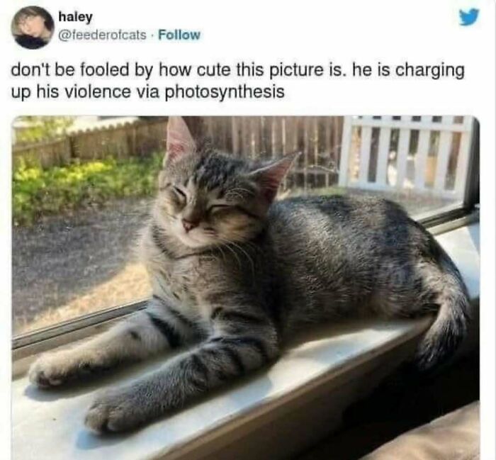 A gray tabby cat resting on a windowsill, enjoying sunlight, in a meme heaven for cat lovers.