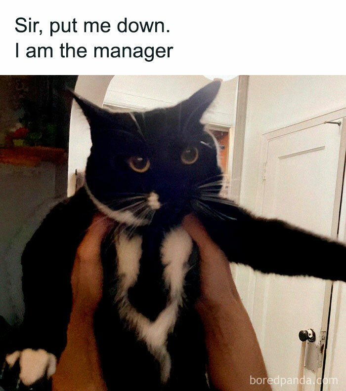 Black and white cat held up by hands with caption about being the manager, a meme for cat lovers on Instagram.