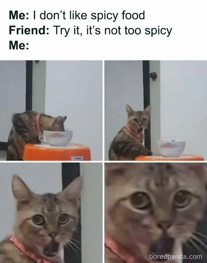 A funny cat meme showing a cat’s surprised reaction to trying spicy food, perfect for cat lovers and meme fans.