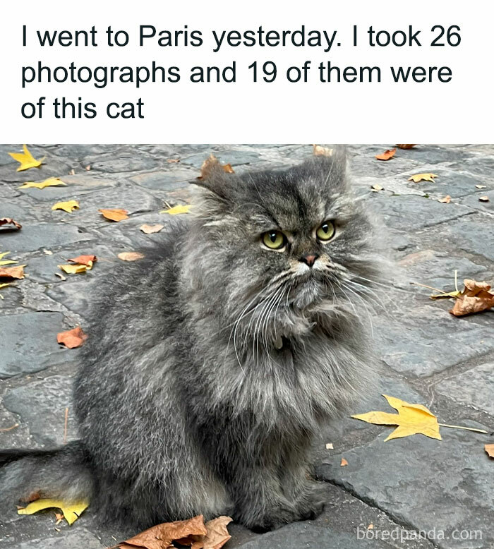 Fluffy gray cat sitting on a cobblestone street surrounded by autumn leaves, perfect for cat lovers meme content.