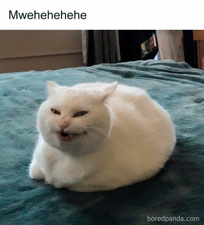 White cat making a funny face lying on a bed, popular meme for cat lovers on a meme heaven Instagram page.