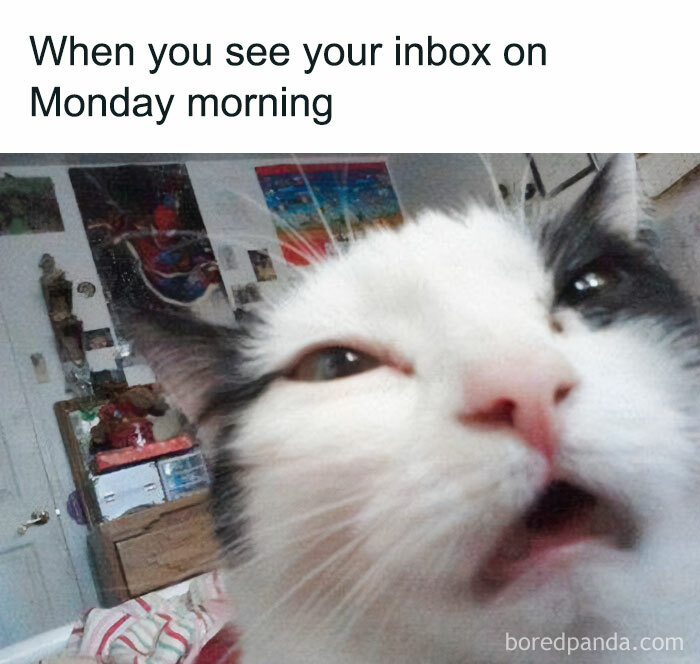 Cat making a funny face, capturing a relatable work meme about Monday morning inbox struggles.