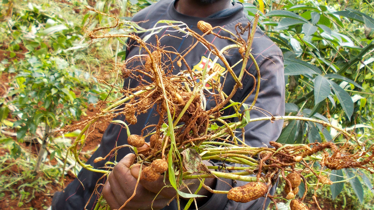 Person holding freshly harvested peanuts with roots in a green farm, showing obvious things just become aware of nature.