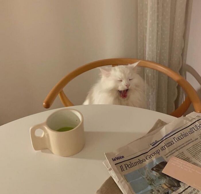 Yawning white fluffy cat sitting behind a table with a cup and newspaper in a cozy indoor setting, cute animal images.