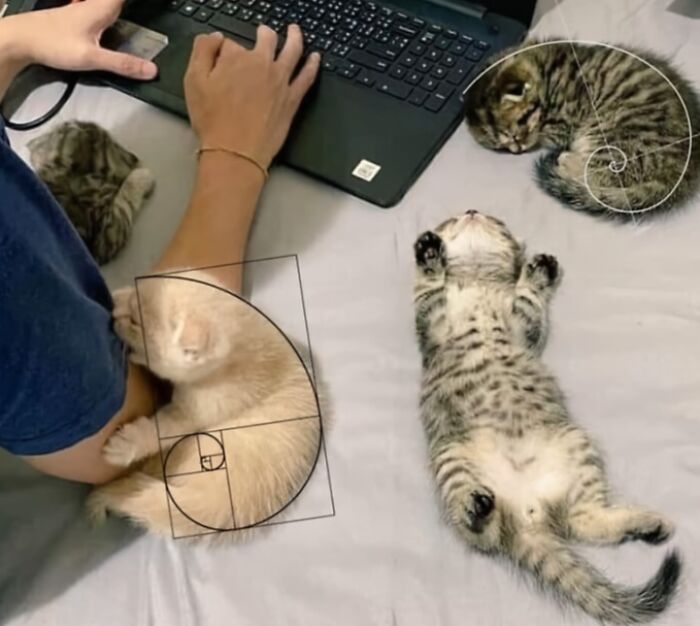 Three cute and funny animal images of kittens sleeping next to a person typing on a laptop with golden ratio overlay.