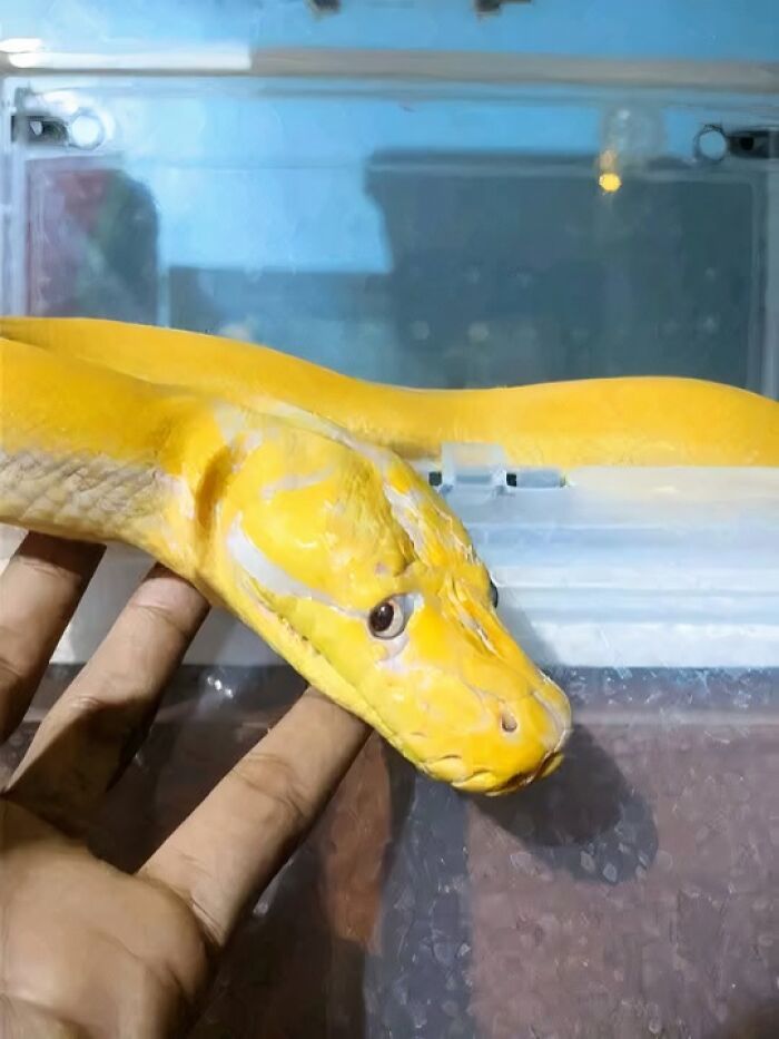 Bright yellow snake resting on a hand, showcasing a cute and funny animal image with unique coloring and texture.