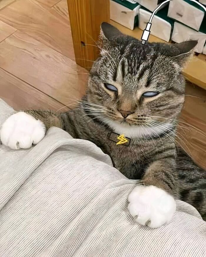 Tabby cat with white paws and a lightning bolt collar looking sleepy in a cute and funny animal image.