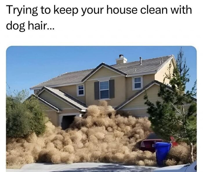 House covered in tumbleweeds representing a humorous doggo meme about dealing with dog hair at home.