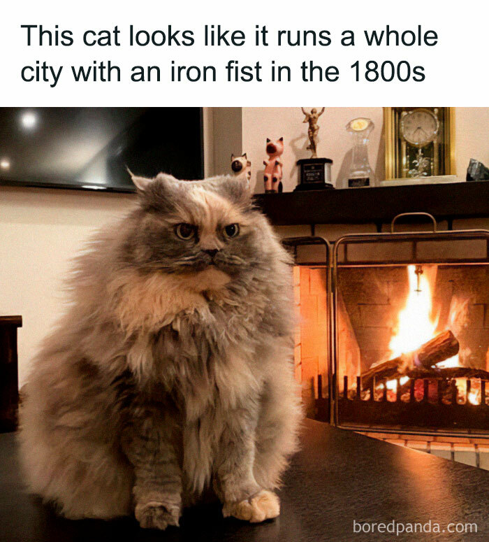 Fluffy cat with fierce expression sitting by a fireplace, meme heaven for cat lovers featured on IG page.