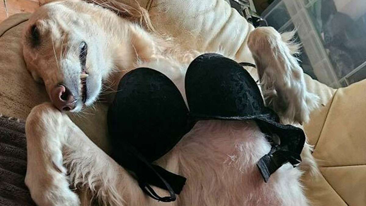 Light-colored dog lying on its back wearing a black bra, featured in doggo memes with wholesome pupper content.