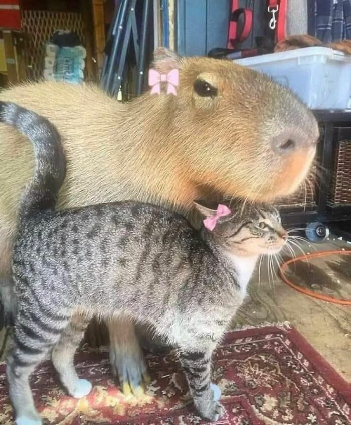 Capybara and tabby cat wearing pink bows standing close together in a cozy indoor setting cute and funny animal images.