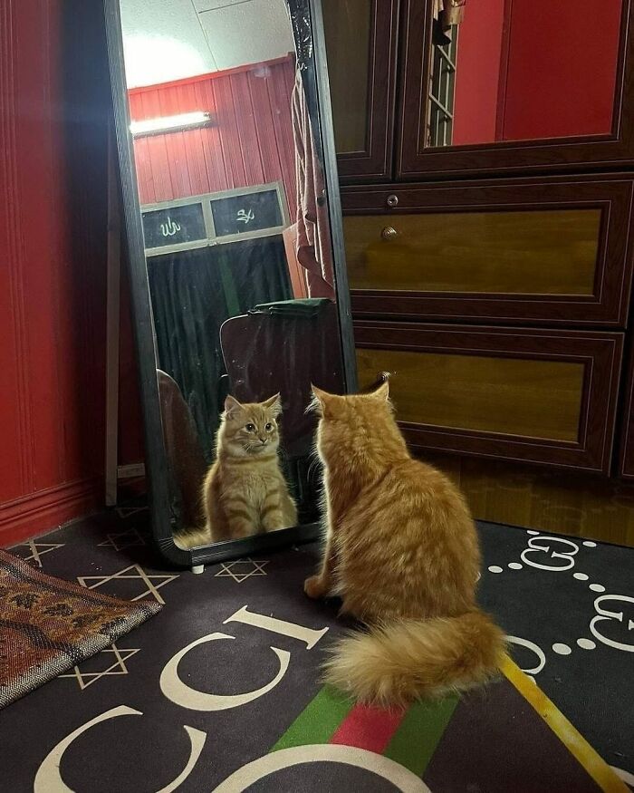 Ginger cat sitting on a patterned rug looking at its reflection in a full-length mirror, showcasing cute and funny animal images.