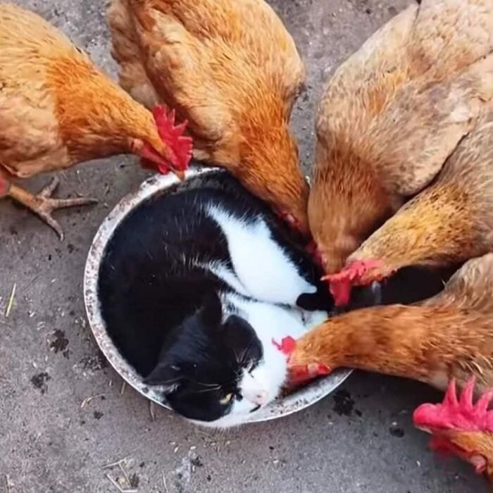 Black and white cat curled up in a bowl surrounded by several curious brown chickens in a cute animal moment
