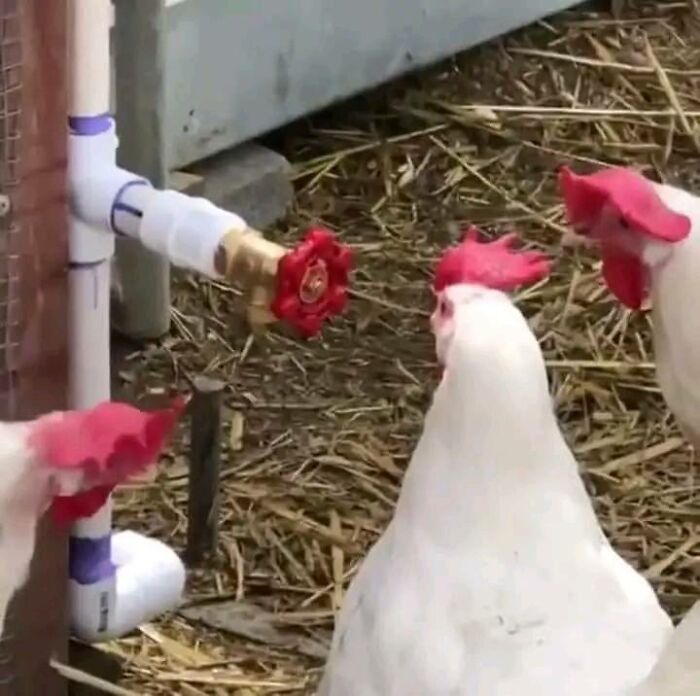 Three white chickens curiously looking at a red valve attached to white PVC pipes in a straw-covered area.